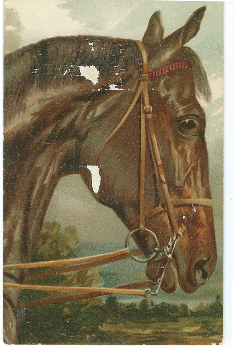 Дореволюционная открытка. Голова лошади