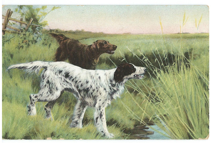 Дореволюционная открытка. Собаки